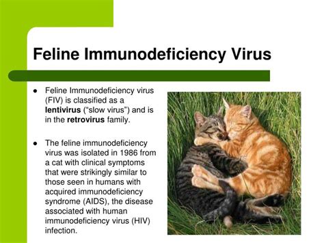 PPT - Feline Immunodeficiency Virus PowerPoint Presentation - ID:6908469