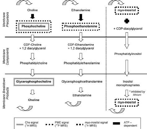 Aspects of phospholipid metabolism visible by MRS. A partial... | Download Scientific Diagram