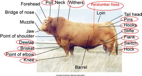 Bovine Terminology, Anatomy & Dentition Flashcards | Quizlet