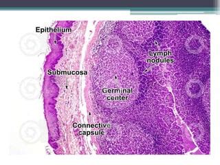 Tonsil Histology Labeled