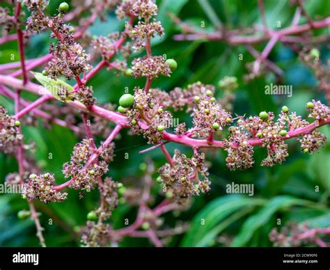 mango tree and flowers, small mangoes growing, sunny day Stock Photo ...