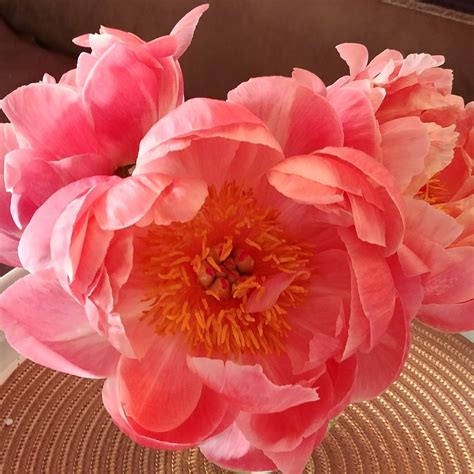 Coral peony | Coral peonies, Peonies, Flowers