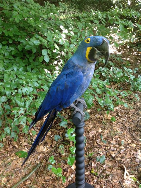 Hyacinth macaw - Anodorhynchus hyacinthinus - Masai Gallery