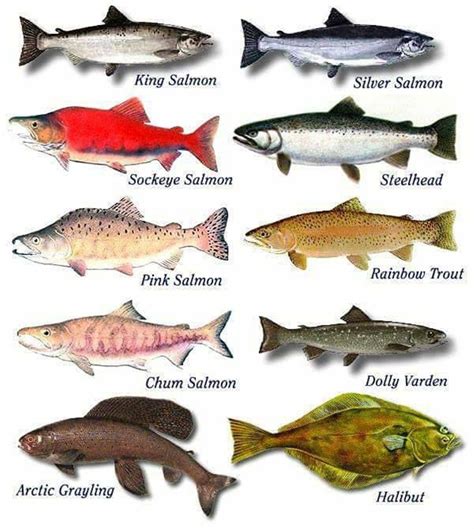 Learn 1000+ Animal Names in English | Salmon species, Alaskan fish ...