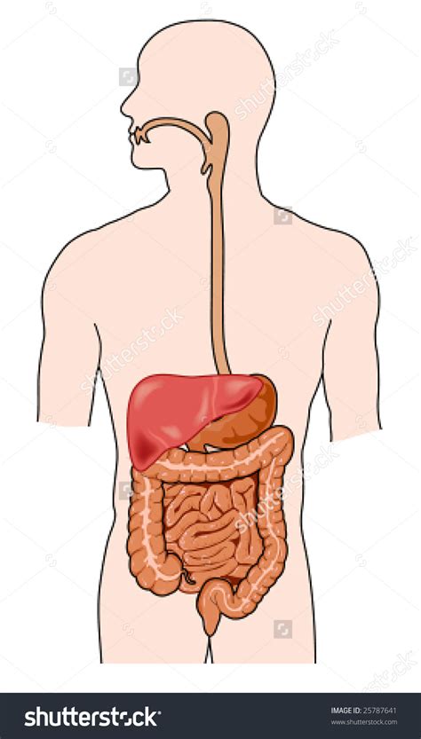 Human digestive system clipart 20 free Cliparts | Download images on ...