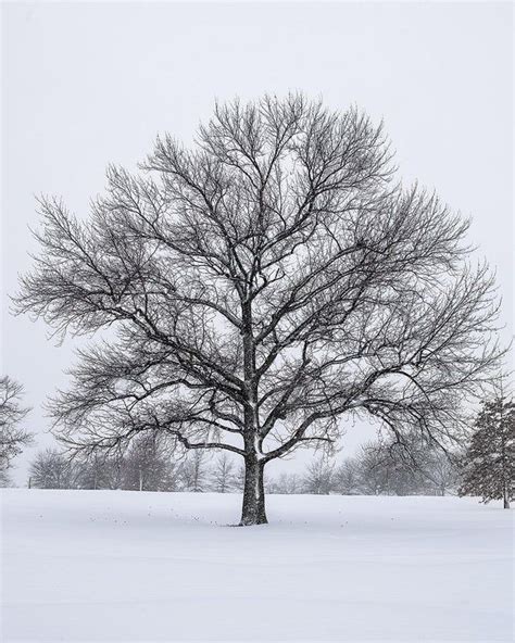 An old Oak tree after a big winter snow storm in Maryland [1080x1350][OC] - EarthPorn in 2020 ...