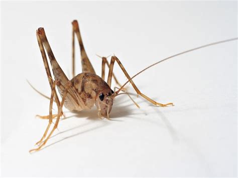 Stop Camel Crickets From Invading Your Home - Malverne, NY Patch