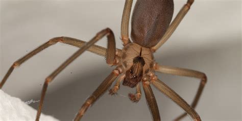 Brown Recluse vs. Wolf Spider: Spider Identification Guide