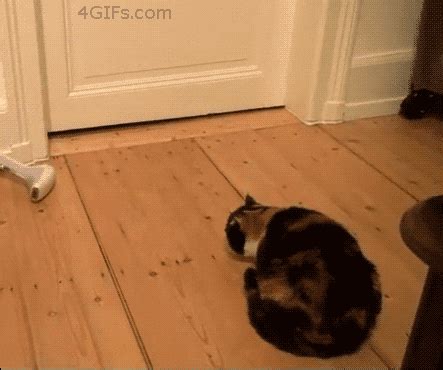 Scared Cat GIF - Find & Share on GIPHY