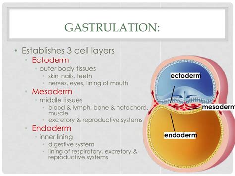 Gastrulation Ppt