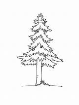 Pine Tree coloring pages sketch template