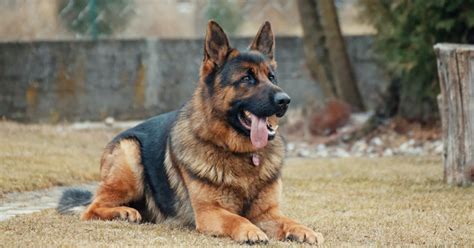 Os 23 melhores cães de guarda segundo a raça, porte e necessidades ...