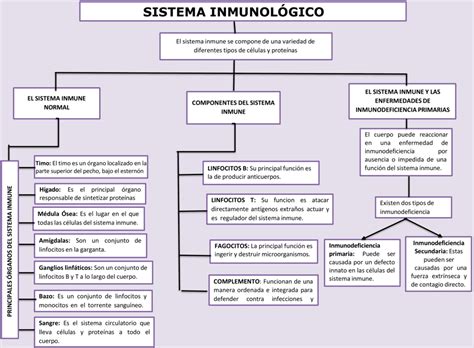 Clave De Respuestas Del Mapa Conceptual Del Sistema Inmunitario