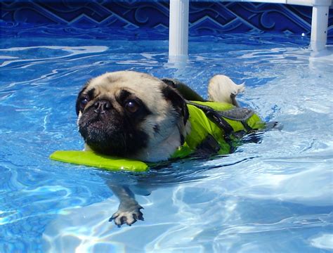 After Almost Losing His Rear Leg, This Rescued Pug Returns To Active Life Through Swimming!