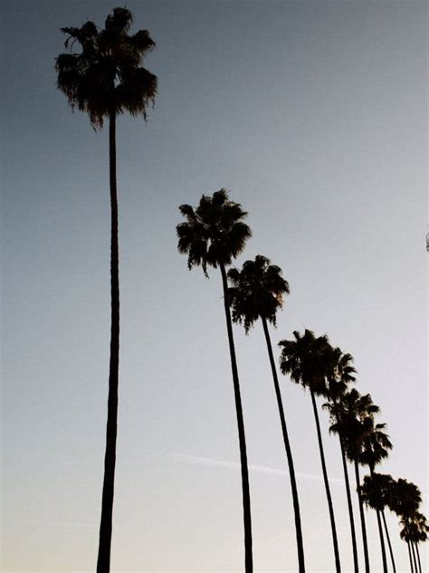 Los Angeles Photography, Hollywood Palm Trees. L.A. Photograph Print ...