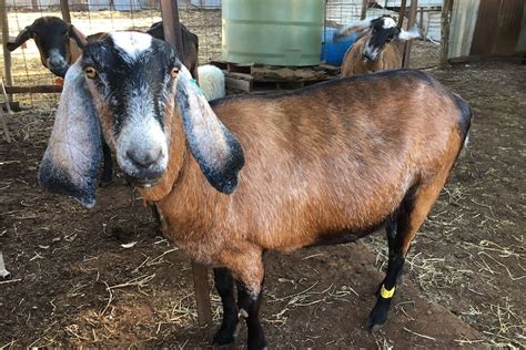 Demand for Australia's high quality live dairy goats on rise across world - ABC News