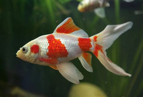 Comet Goldfish: Care Guide, Tank Setup and Maintenance Tips