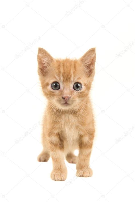 Standing red ginger baby cat walking towards the camera isolated on a white background — Stock ...