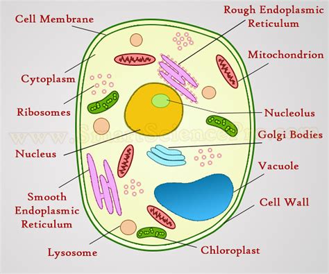 Animal Cell Under Microscope : Animal Cells Under Microscope Photos And Premium High Res ...