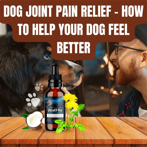 Dog Joint Pain Relief - How to Help Your Dog Feel Better - Envelope Real