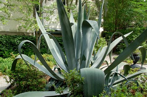 Giant Plant | Savannah, Georgia | Curious Expeditions | Flickr