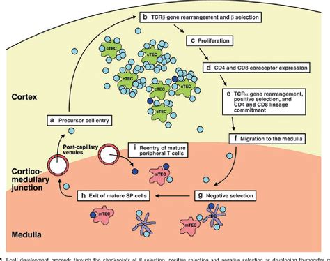 Figure 1 from Back to the thymus: peripheral T cells come home. | Semantic Scholar