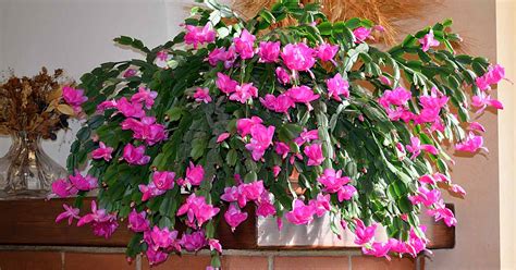 How to Make Your Christmas Cactus Bloom Beautifully This Season