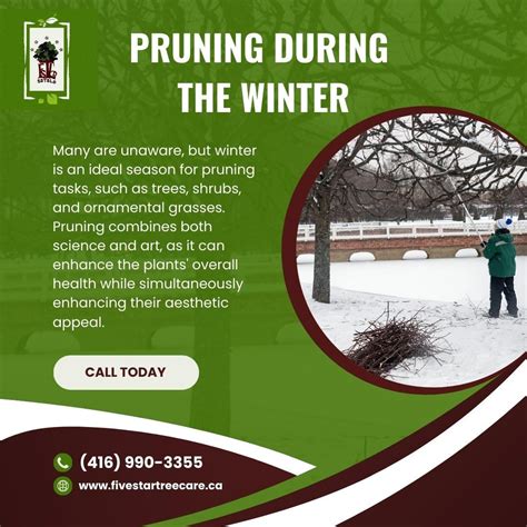 Wintertime Pruning: A How-To Guide | by Five Star Tree Services | Medium