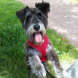 Miniature Schnauzer Dog Training - Rufus - Tricia Wills Dog Trainer