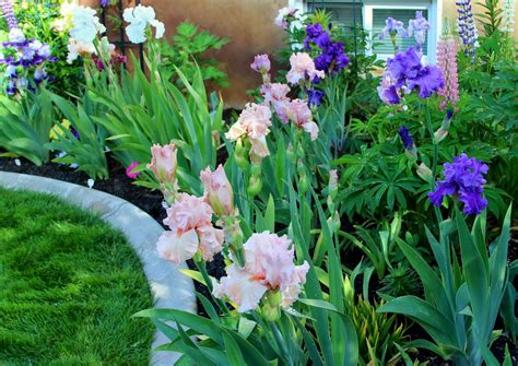 Sowing the Seeds: USING TALL BEARDED IRIS IN YOUR LANDSCAPE in 2021 ...