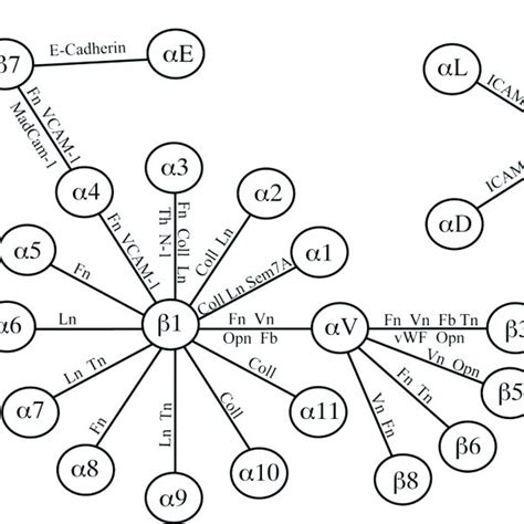 Laminin structure and chain composition. | Download Scientific Diagram