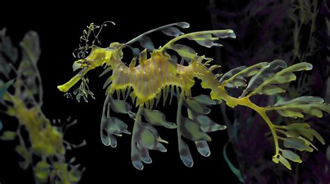 Leafy seadragon (Phycodurus eques) | about animals