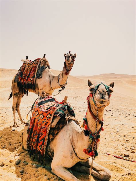 Camels, the preferred mode of transportation across the Nambian and ...