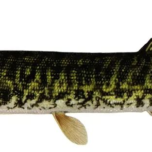 American pickerel - Facts, Diet, Habitat & Pictures on Animalia.bio