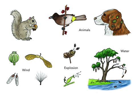 Pollination Learning Station- Seed Dispersal - Kaegebein CourtYard Project