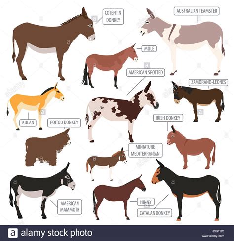 Donkey breeds icon set. Animal farming. Flat design. Vector illustrationStock Photo | Donkey ...