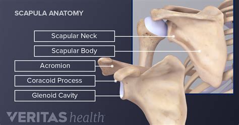 Scapula Anatomy