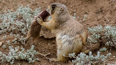 Prairie dogs reap rewards from being cold-blooded killers | Science | AAAS