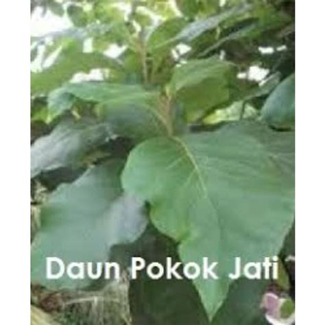 Anak Pokok Kayu Jati | Shopee Malaysia