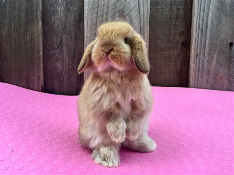 Holland Mini-Lop Rabbits For Sale | Hayward, CA #214012