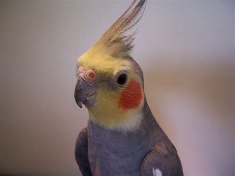 Cockatiel Wallpapers - Wallpaper Cave