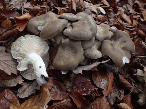 Lyophyllum decastes: The Ultimate Mushroom Guide