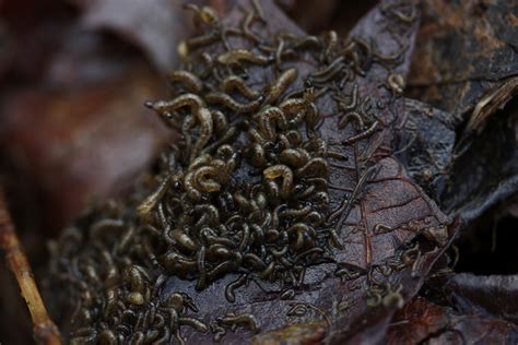 Aquatic Insects of Central Virginia: And Yes, The Black Fly Larvae Have "Colonized" a Lot of Our ...