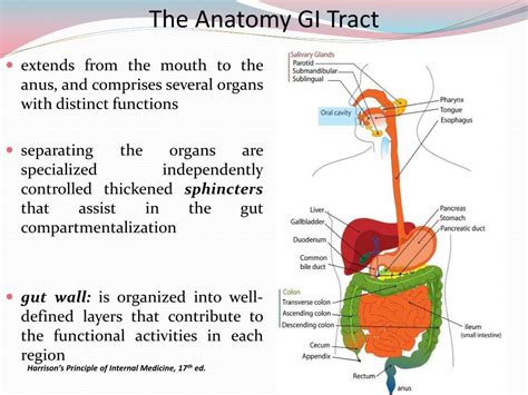 Diagram Of Upper Gi Tract