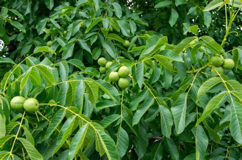 Walnut Trees Pictures Stock Photos, Pictures & Royalty-Free Images - iStock