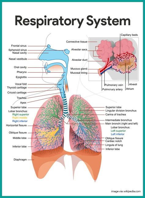 Draw neat and well labelled diagram of Human respiratory system. And eplain about it - Brainly.in