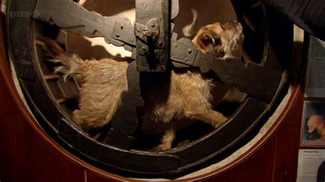 TIL of the "Turnspit Dog" a now extinct dog that was short-legged, long-bodied and bred to run ...