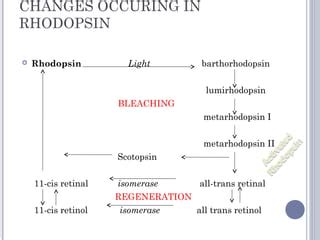 Rhodopsin Retinal Visual Cycle, Guyton 51 Part 3,, 51% OFF