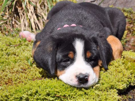 Greater Swiss Mountain Dog For Sale by Trout Creek Greater Swiss ...