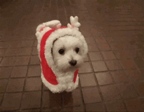 Merry Christmas Cute Puppy GIF | GIFDB.com